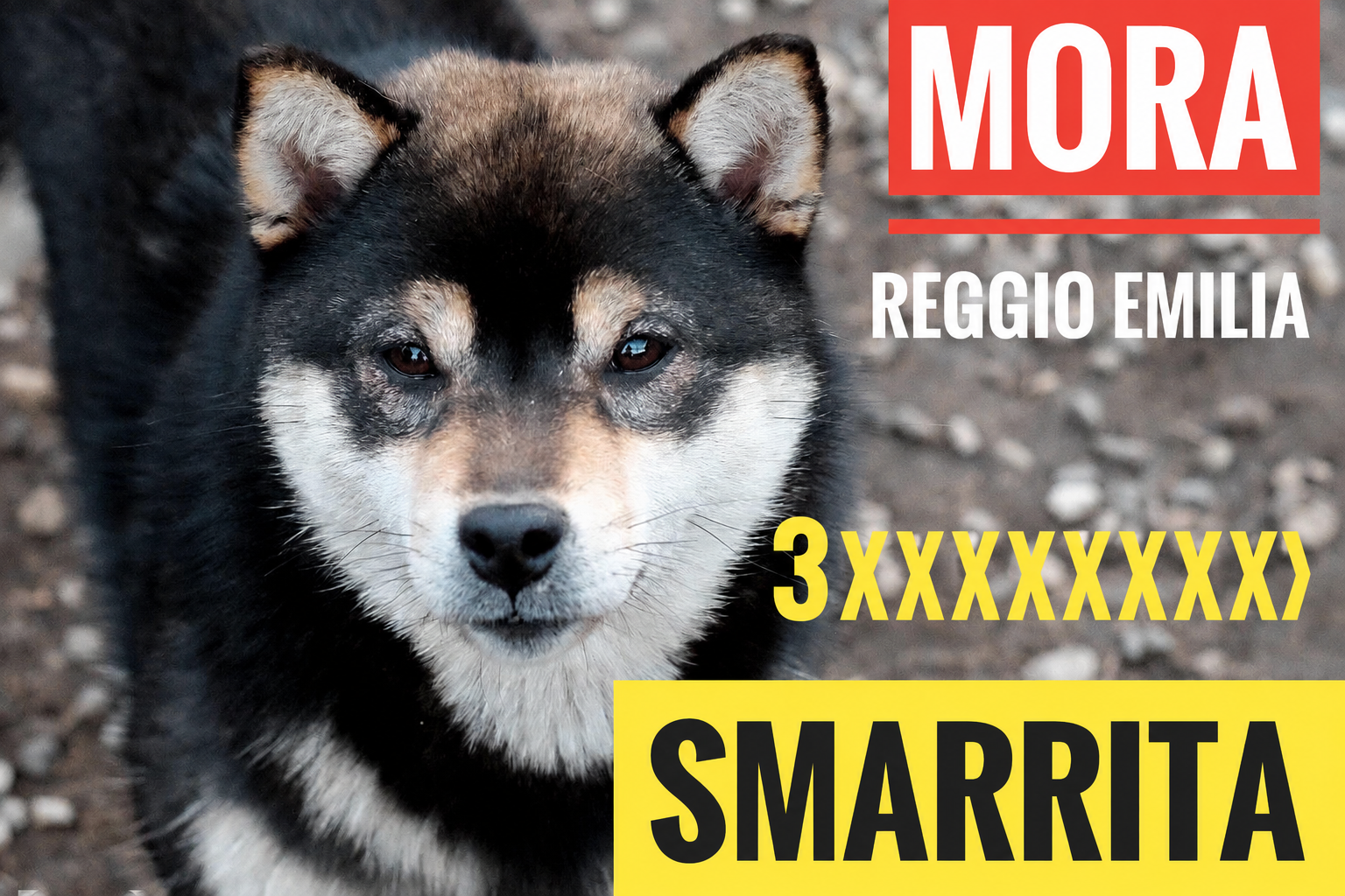 Locandina di smarrimento di Mora, cagnolina nera e focata