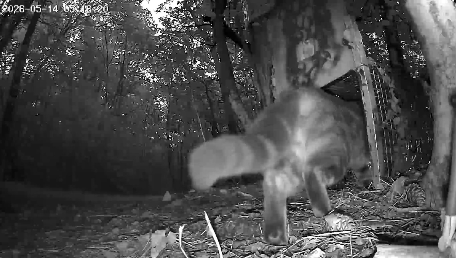 Immagine notturna in bianco e nero di un animale vicino a una struttura metallica