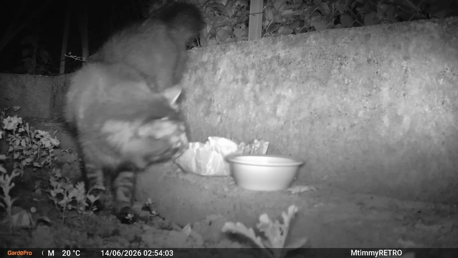 Gatto individuato da una fototrappola durante il monitoraggio